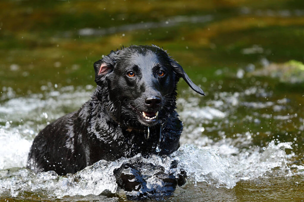 Musta Labrador leikkii vedessä
 - Valokuva, kuva