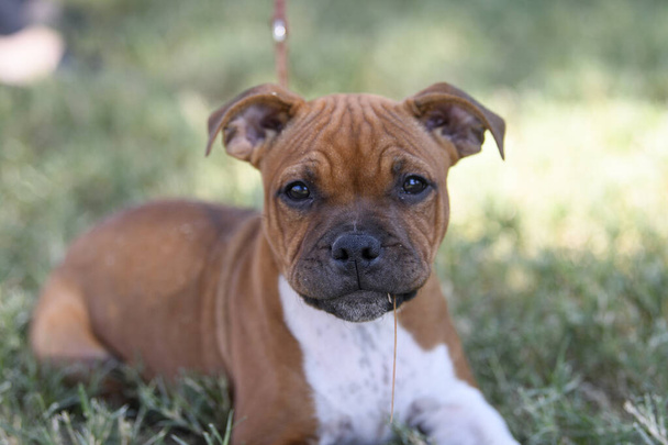 Chiot Staffordshire Bull Terrier
 - Photo, image
