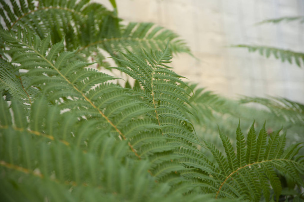 A páfrány zöld levelei - Fotó, kép