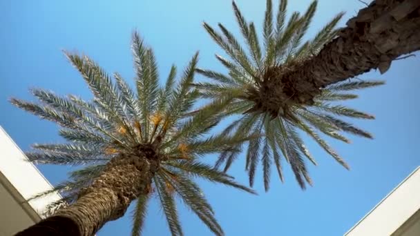 In het midden van de tuin staan twee groene palmbomen. Zicht van onderaf. De camera draait. - Video