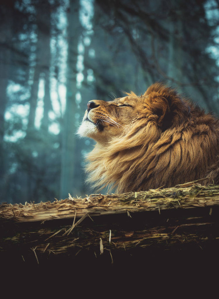 バーバーのライオン - 写真・画像