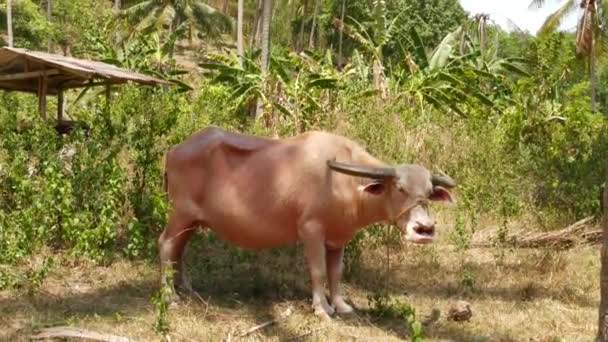 Albino buffel tussen groene vegetatie. Grote goed onderhouden stier grazen in groen, typische landschap van kokosnoot palm plantage in Thailand. Landbouw concept, traditionele veeteelt in Azië - Video