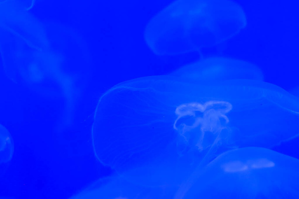 Прозорий місяць медузи крупним планом на синьому фоні з освітленням
 - Фото, зображення