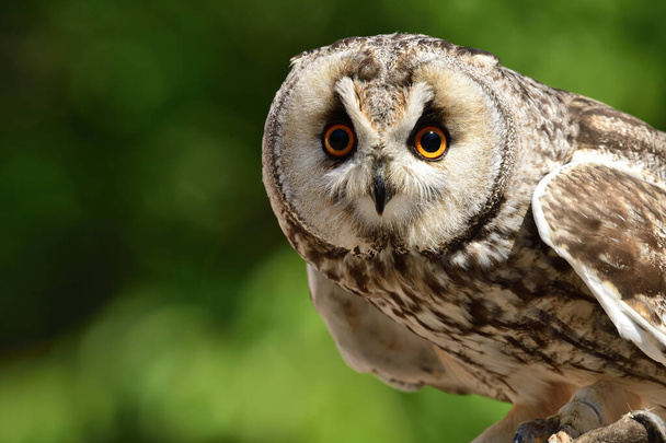 Długo Eared Owl (Asio otus) - Zdjęcie, obraz