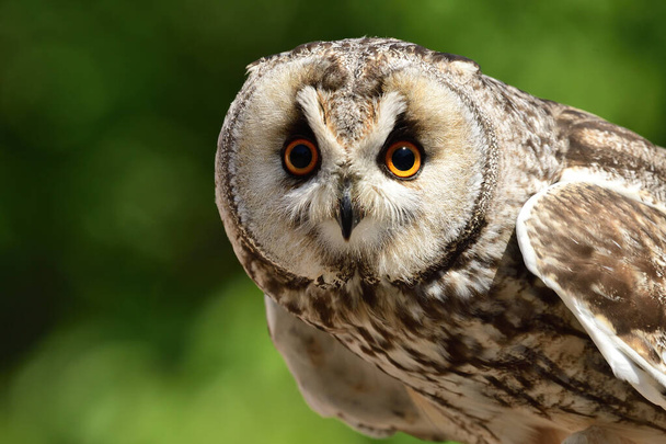 Długo Eared Owl (Asio otus) - Zdjęcie, obraz