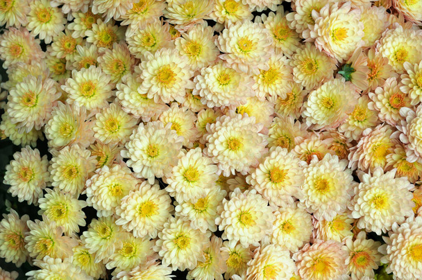 Fleurs jaunes chrysanthème buisson dans le jardin
. - Photo, image