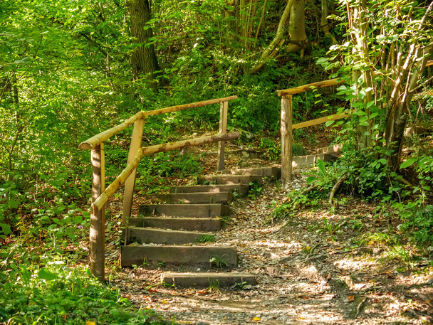 View on stairs in the forest of the Vintgar Gorge in Slovenia - Foto, Imagen