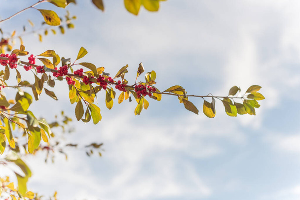Texas Winterberry Ilex Decidua frutos vermelhos em galhos de árvore no dia ensolarado do outono
 - Foto, Imagem