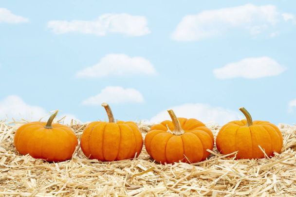 Fall scene with orange pumpkins on straw hay with sky background - Photo, Image