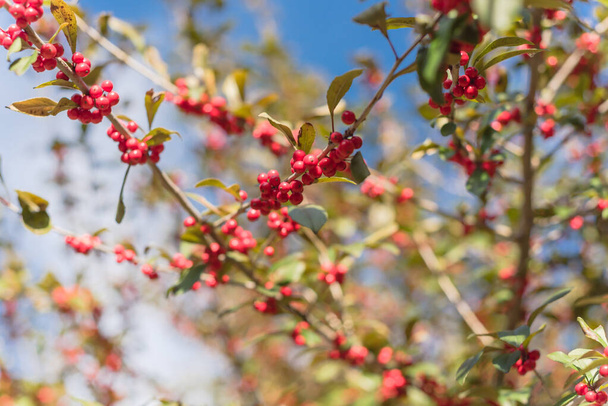 Texas Winterberry Ilex Decidua red fruits on tree branches on sunny fall day - Photo, Image
