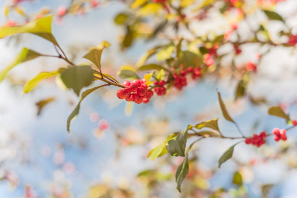 Texas Winterberry Ilex Decidua frutos rojos en ramas de árboles en el soleado día de otoño
 - Foto, Imagen