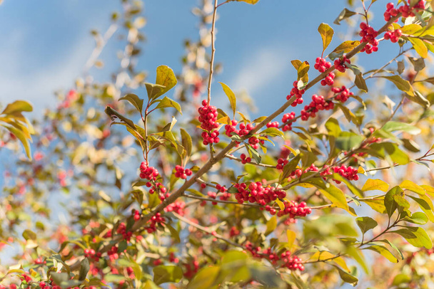 Kaunis Texas Winterberry Ilex Decidua punaiset hedelmät puun oksilla aurinkoisena syksypäivänä
 - Valokuva, kuva
