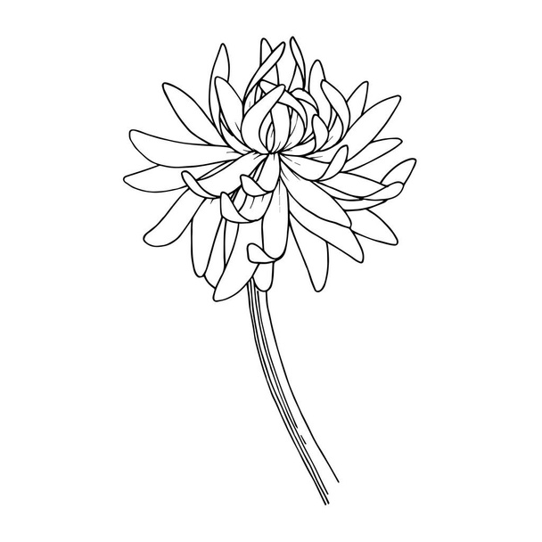 Вектор Хризантема цветочные ботанические цветы. Черно-белый рисунок чернил. Изолированный цветочный иллюстрационный элемент
. - Вектор,изображение