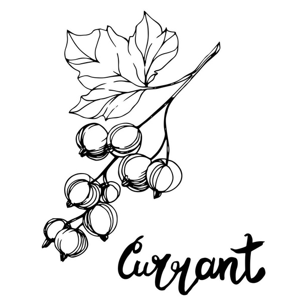 Vector Currant healthy food. Black and white engraved ink art. Isolated berry illustration element. - Вектор, зображення