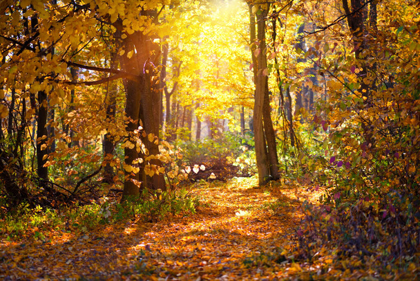 Όμορφη μέρα στο φθινόπωρο δάσος με τις ακτίνες του ήλιου - Φωτογραφία, εικόνα