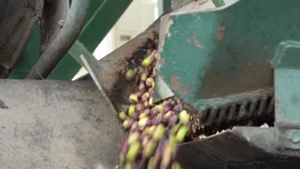 Oliven, die gerade geerntet wurden, fallen von einer Maschine in einer industriellen Ölmühle - Filmmaterial, Video
