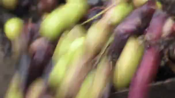 Corriente de aceitunas recién cosechadas en una almazara industrial
 - Imágenes, Vídeo