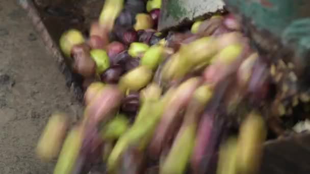 Aceitunas recién cosechadas cayendo en un transportador en una fábrica de aceite industrial
 - Metraje, vídeo