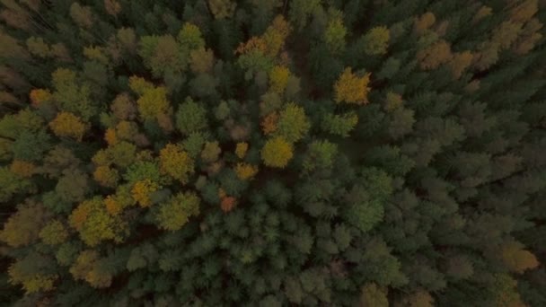 Őszi színes erdő. Zöld és sárga árnyalatok. - Felvétel, videó