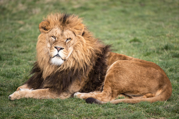 mannetjes leeuw - Foto, afbeelding