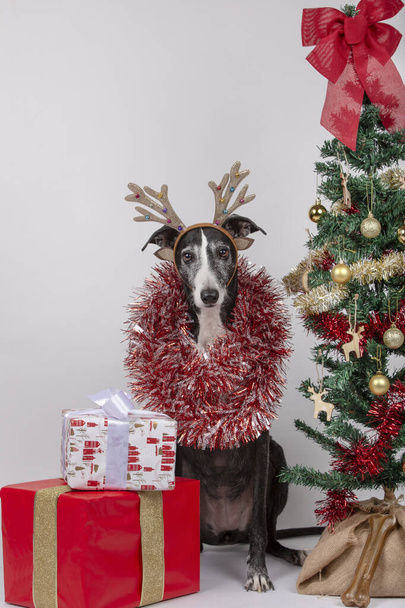 Greyhound hond met rendieren gewei en bloemenslingers rond het lichaam tussen geschenken en kerstboom.Kerst symbool en Nieuwjaar 2020. Kerstconcept - Foto, afbeelding