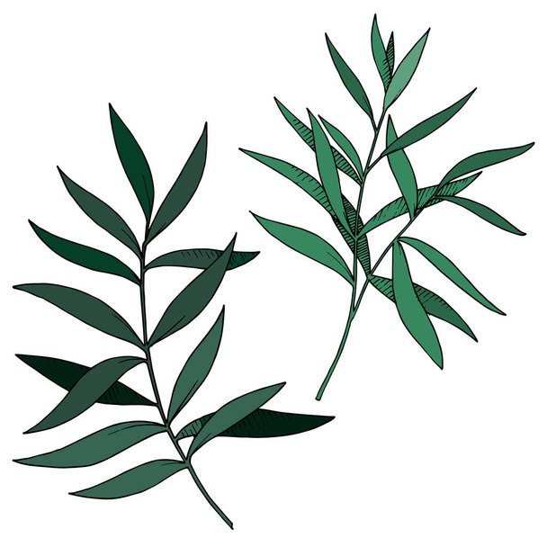 Vector Eucalyptus leaves branch. Black and white engraved ink art. Isolated branches illustration element. - Vektori, kuva