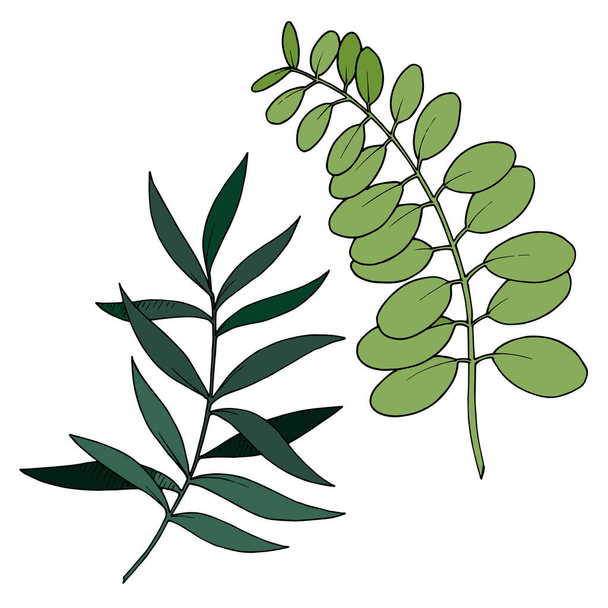 Vector Eucalyptus leaves branch. Black and white engraved ink art. Isolated branches illustration element. - Vektör, Görsel