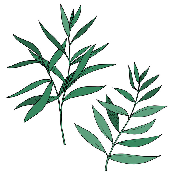 Vector Eucalyptus leaves branch. Black and white engraved ink art. Isolated branches illustration element. - ベクター画像