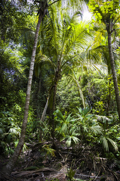 Uitzicht op palmbomen in Tayrona Natural National Park, Colombië - Foto, afbeelding