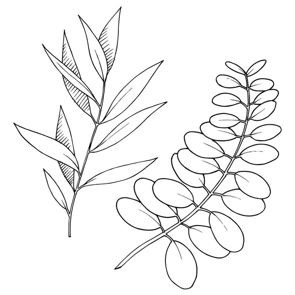 Vector Eucalyptus leaves branch. Black and white engraved ink art. Isolated branches illustration element. - Vetor, Imagem