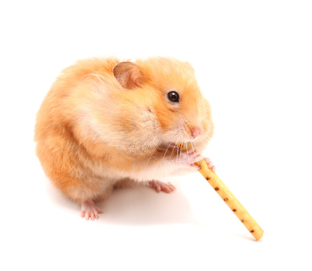 Hamstertrompeter - Foto, Bild