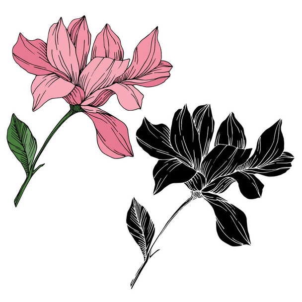 Vector Magnolia floral botanical flowers. Black and white engraved ink art. Isolated magnolia illustration element. - Вектор,изображение