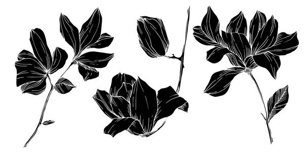Vector Magnolia цветочные ботанические цветы. Черно-белый рисунок чернил. Изолированный элемент иллюстрации магнолии
. - Вектор,изображение