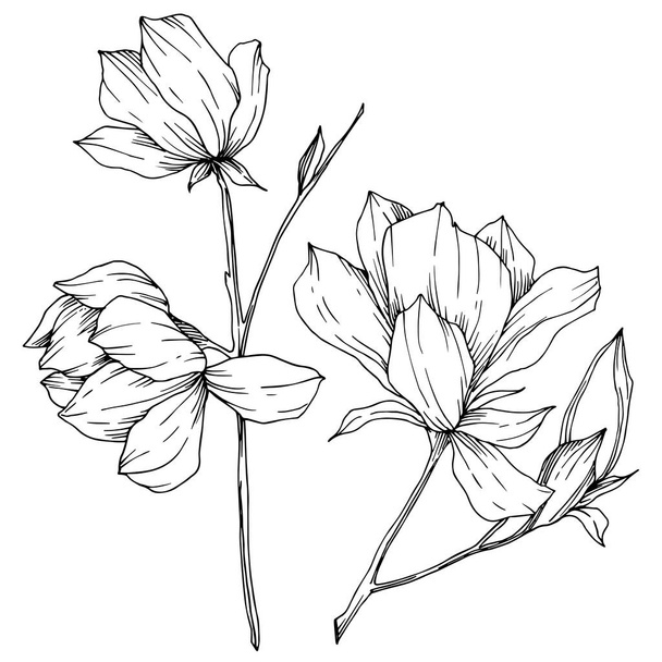 Vektormagnolie mit botanischen Blüten. Schwarz-weiß gestochene Tuschekunst. isolierte Magnolie Illustrationselement. - Vektor, Bild