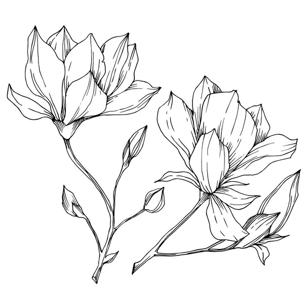 Vector Magnolia floral botanical flowers. Black and white engraved ink art. Isolated magnolia illustration element. - Vecteur, image