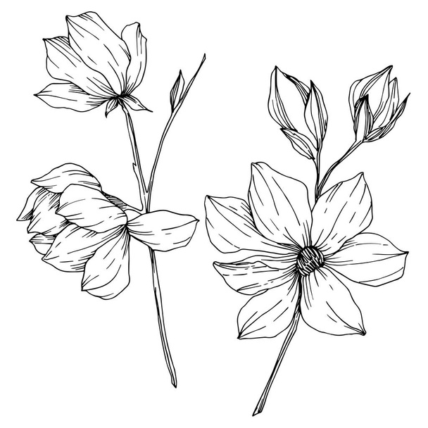 Vector Magnolia floral botanical flowers. Black and white engraved ink art. Isolated magnolia illustration element. - ベクター画像
