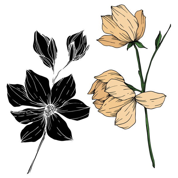 Vector Magnolia floral botanical flowers. Black and white engraved ink art. Isolated magnolia illustration element. - ベクター画像