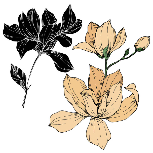 Διάνυσμα Magnolia λουλούδια βοτανικό. Μαύρο και άσπρο χαραγμένο μελάνι τέχνης. Μεμονωμένο στοιχείο εικονογράφησης μανόλιας. - Διάνυσμα, εικόνα