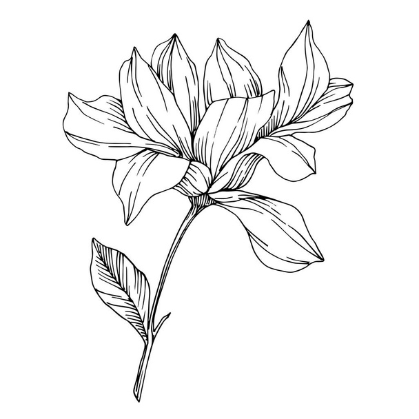 Vector Magnolia floral botanical flowers. Black and white engraved ink art. Isolated magnolia illustration element. - Вектор, зображення