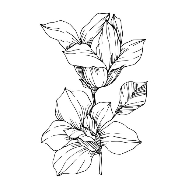 Vector Magnolia floral botanical flowers. Black and white engraved ink art. Isolated magnolia illustration element. - Vetor, Imagem