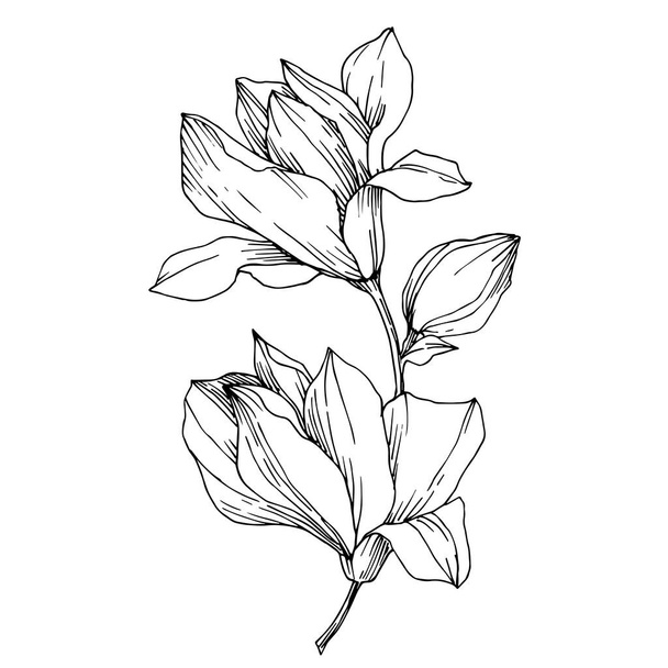 Vector Magnolia flores botánicas florales. Tinta grabada en blanco y negro. Elemento ilustrativo de magnolia aislada
. - Vector, imagen