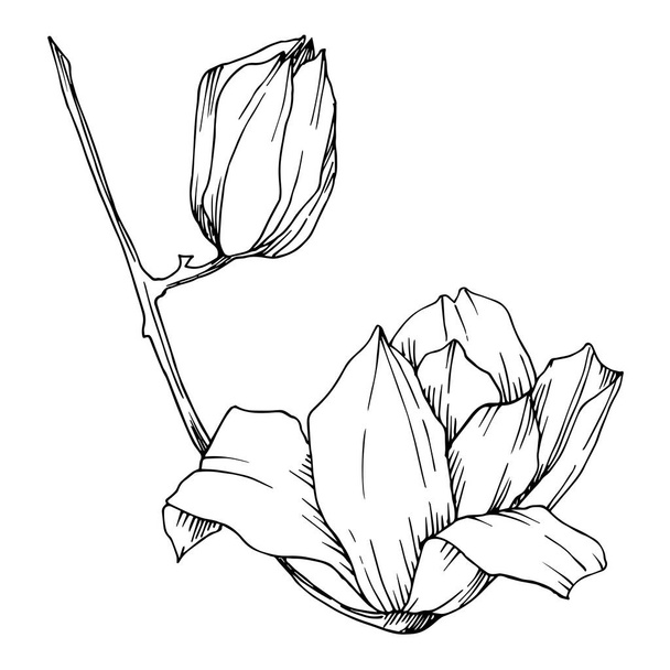 Vector Magnolia flores botánicas florales. Tinta grabada en blanco y negro. Elemento ilustrativo de magnolia aislada
. - Vector, imagen