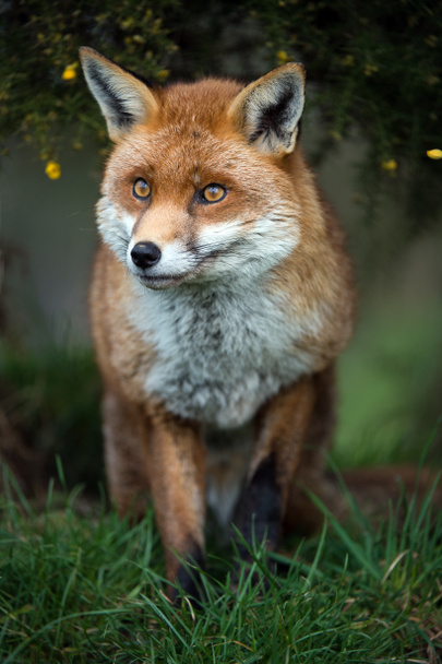 Fox stood in grass - Photo, Image