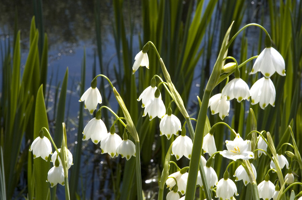Flowers of a lily of the valley - Photo, Image