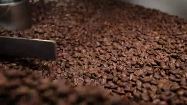 Close-up shot van het proces afkoelen geroosterde bruine koffiebonen. Technologie roosteren koffiebonen in de fabriek. Roosterproces koffiekorrels. - Video