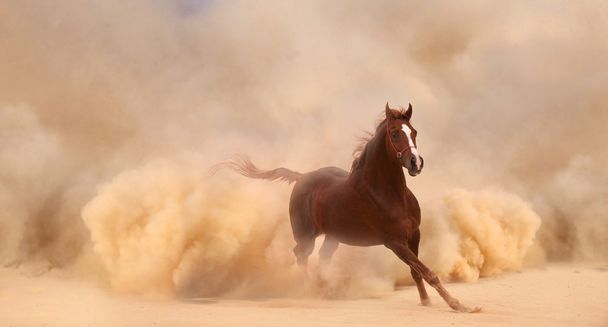 Horse in dust - Photo, Image
