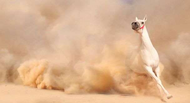 Cheval dans la poussière
 - Photo, image