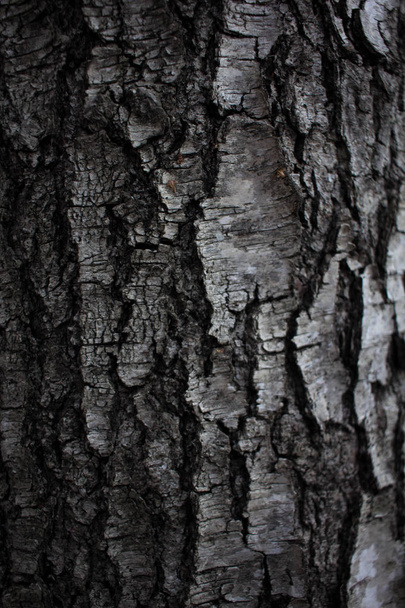 wood birch texture birch bark in macro for screensaver or background black and white birch bark tree bark birch - Photo, Image