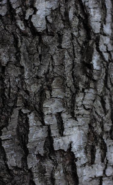 wood birch texture birch bark in macro for screensaver or background black and white birch bark tree bark birch - Photo, Image