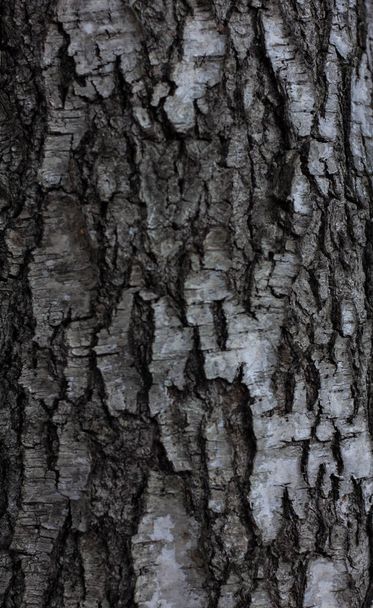 fa nyír textúra nyír kéreg makró képernyővédő vagy háttér fekete-fehér nyír kéreg fa kéreg nyír - Fotó, kép